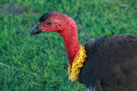 Australian Brush-turkey (Alectura lathami)